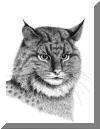 Bobcat, pen & ink drawing by Lee James Pantas