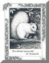White Squirrels of Brevard Notecards, by Lee James Pantas