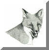 Red Fox, pen & ink drawing  by Lee James Pantas